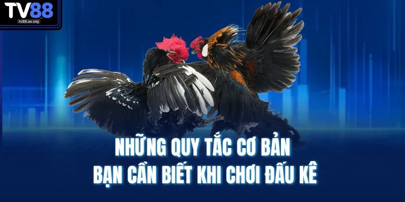 Những quy tắc cơ bản bạn cần biết khi chơi đấu kê