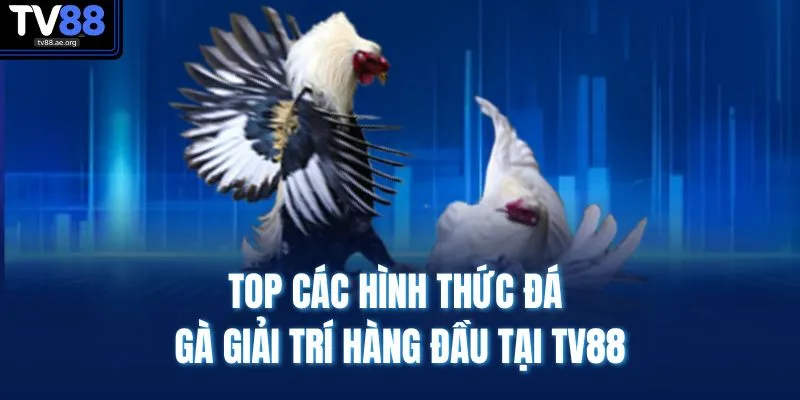 Top các hình thức đá gà giải trí hàng đầu tại TV88